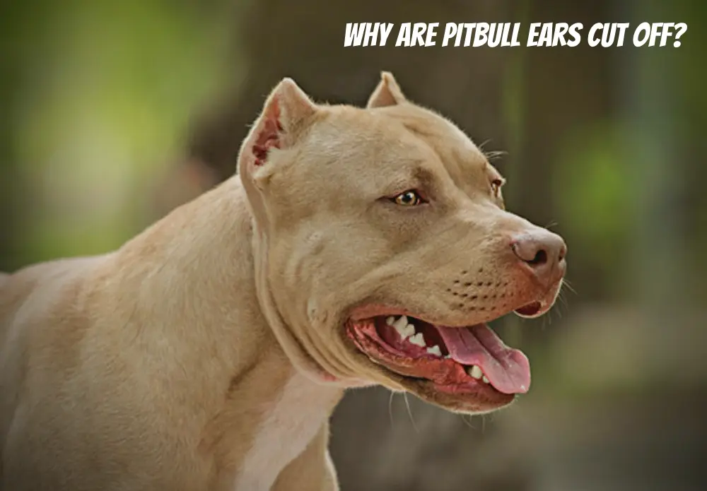 Why Are Pitbull Ears Cut Off