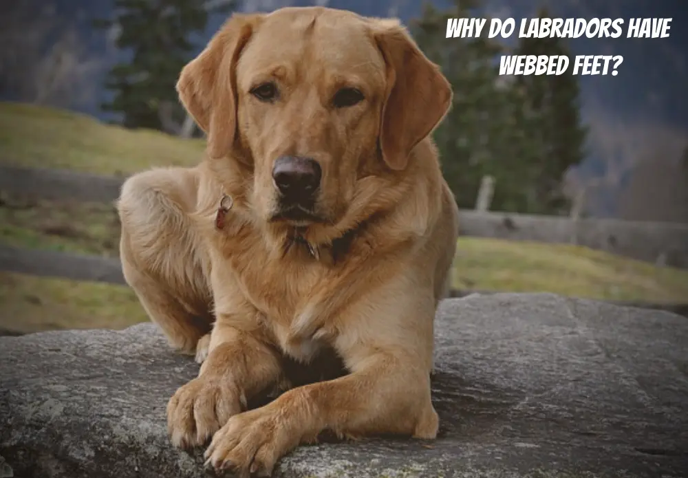 Why Do Labradors Have Webbed Feet