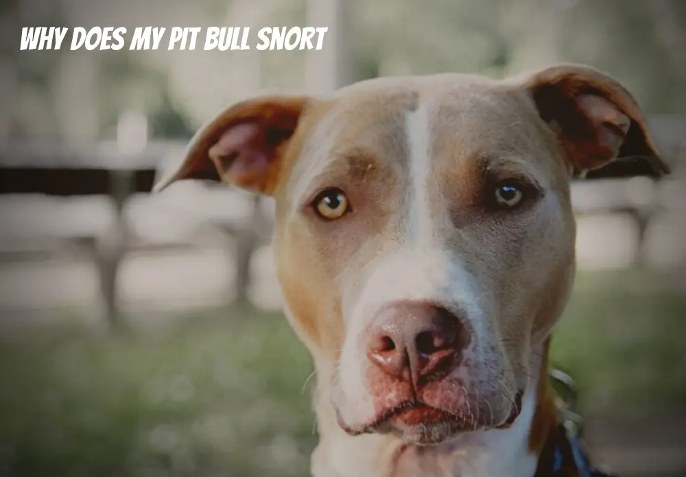 Why Does My Pit Bull Snort