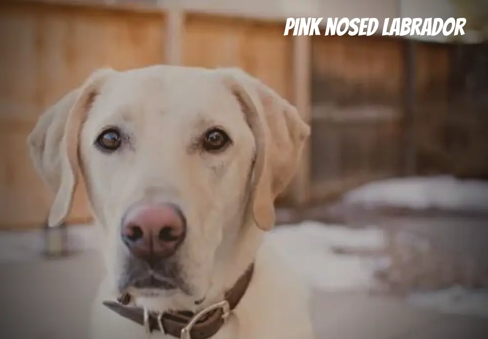 pink nosed labrador