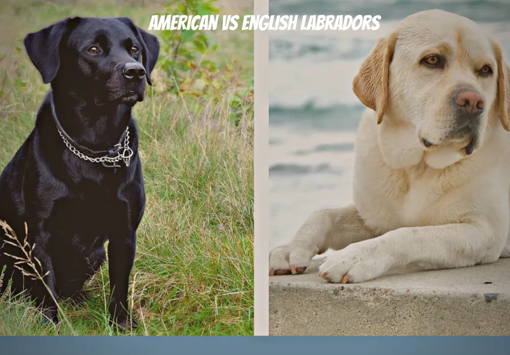 American vs English Labradors