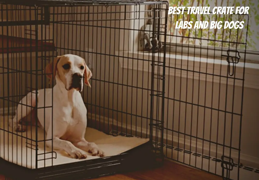 Best Travel Crate For Labs And Big Dogs