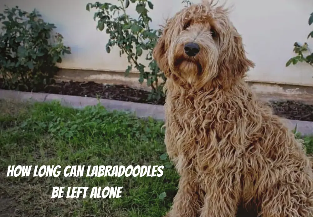How Long Can Labradoodles Be Left Alone
