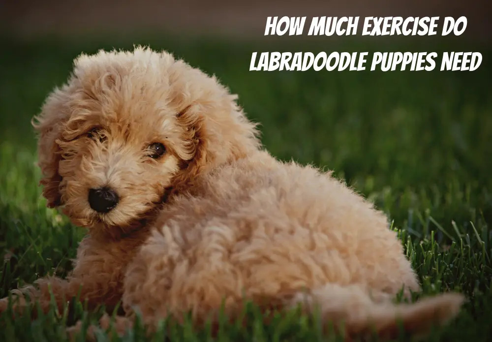 How Much Exercise Do Labradoodle Puppies Need