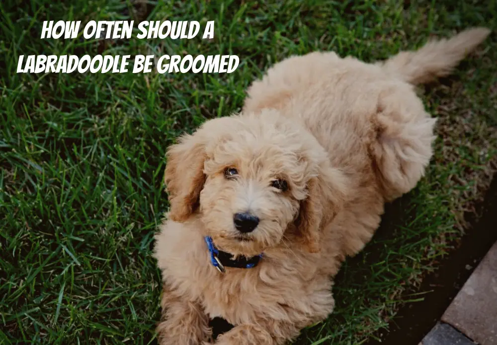 How Often Should A Labradoodle Be Groomed