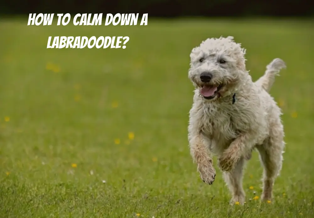 How To Calm Down A Labradoodle