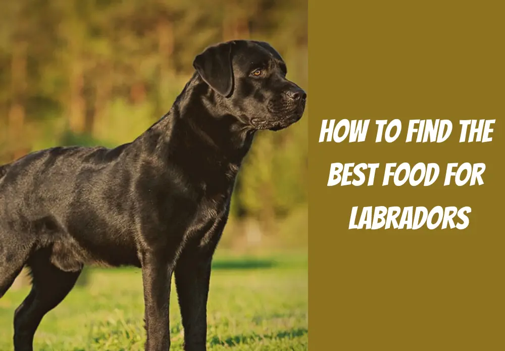 How To Find the Best Food For Labradors