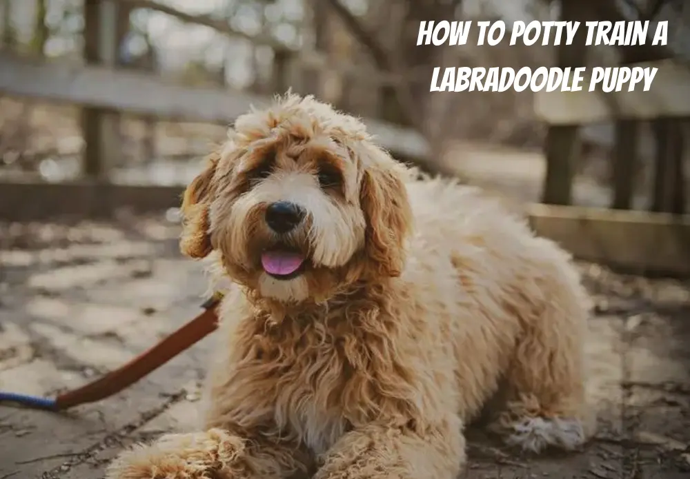 How To Potty Train A Labradoodle Puppy