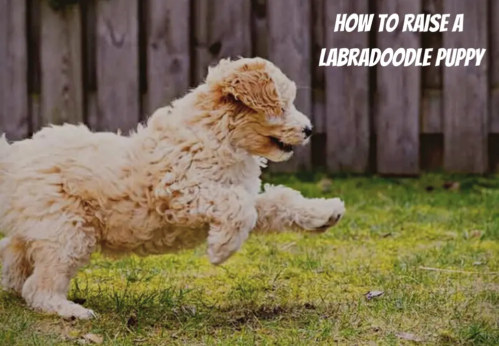 How To Raise A Labradoodle Puppy
