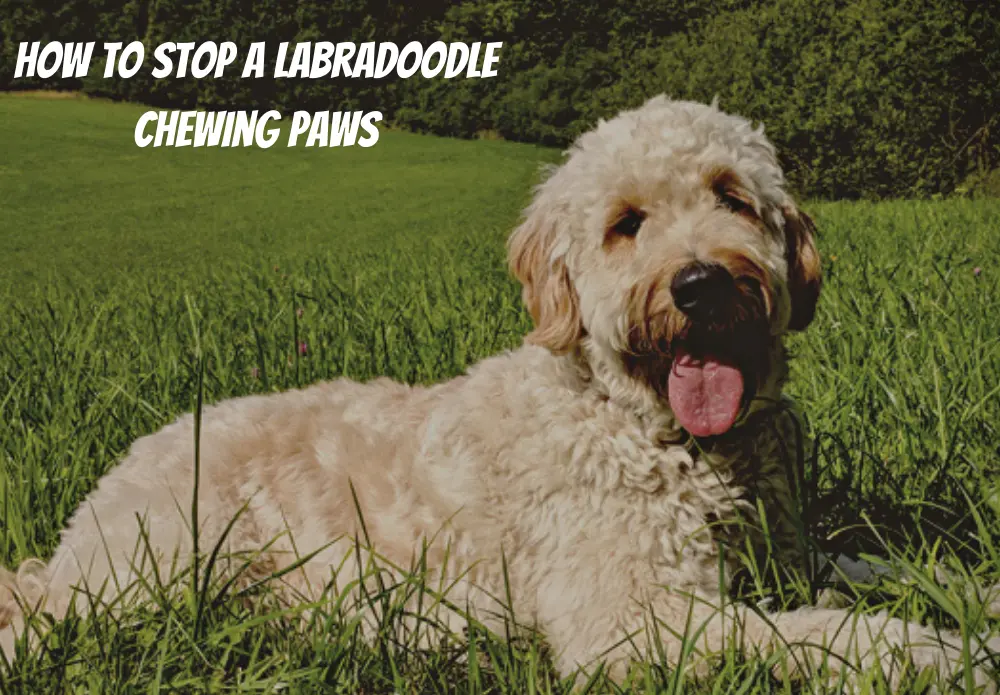 How To Stop A Labradoodle Chewing Paws