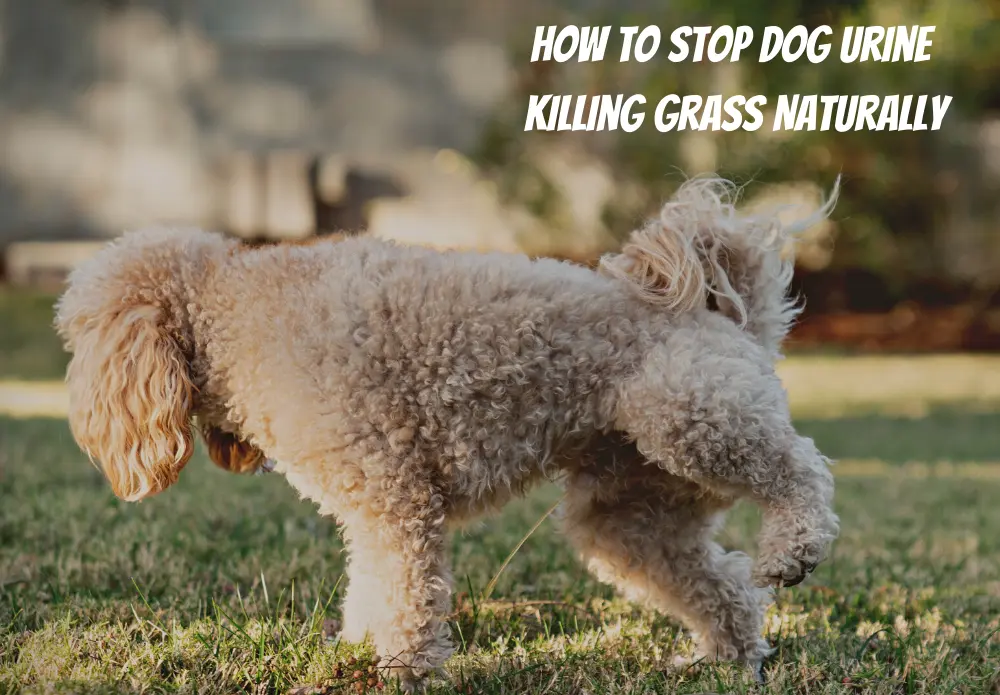 How To Stop Dog Urine Killing Grass Naturally
