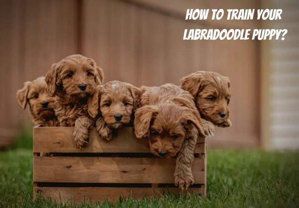How To Train Your Labradoodle Puppy