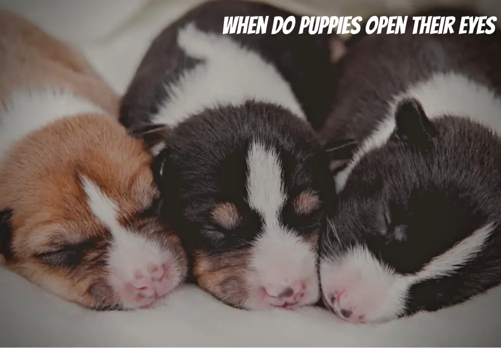 When Do Puppies Open Their Eyes