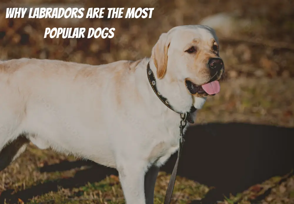 Why Labradors Are The Most Popular Dogs