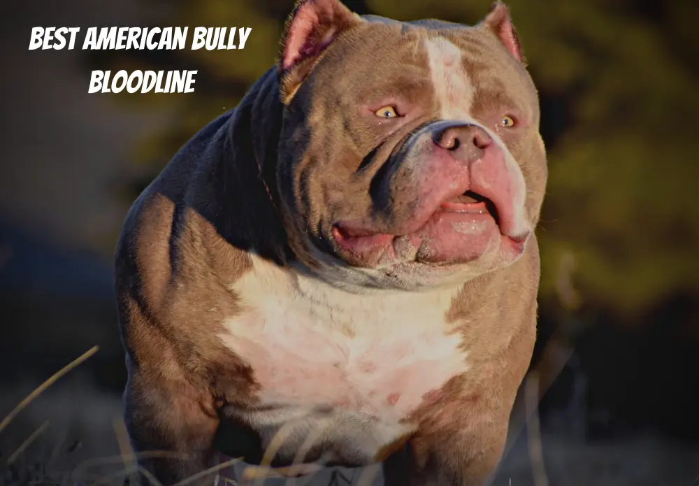 Best Shampoo For American Bully
