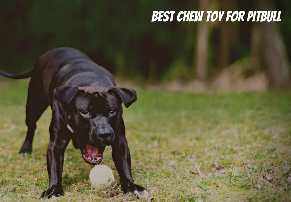 Best Chew Toy for Pitbull