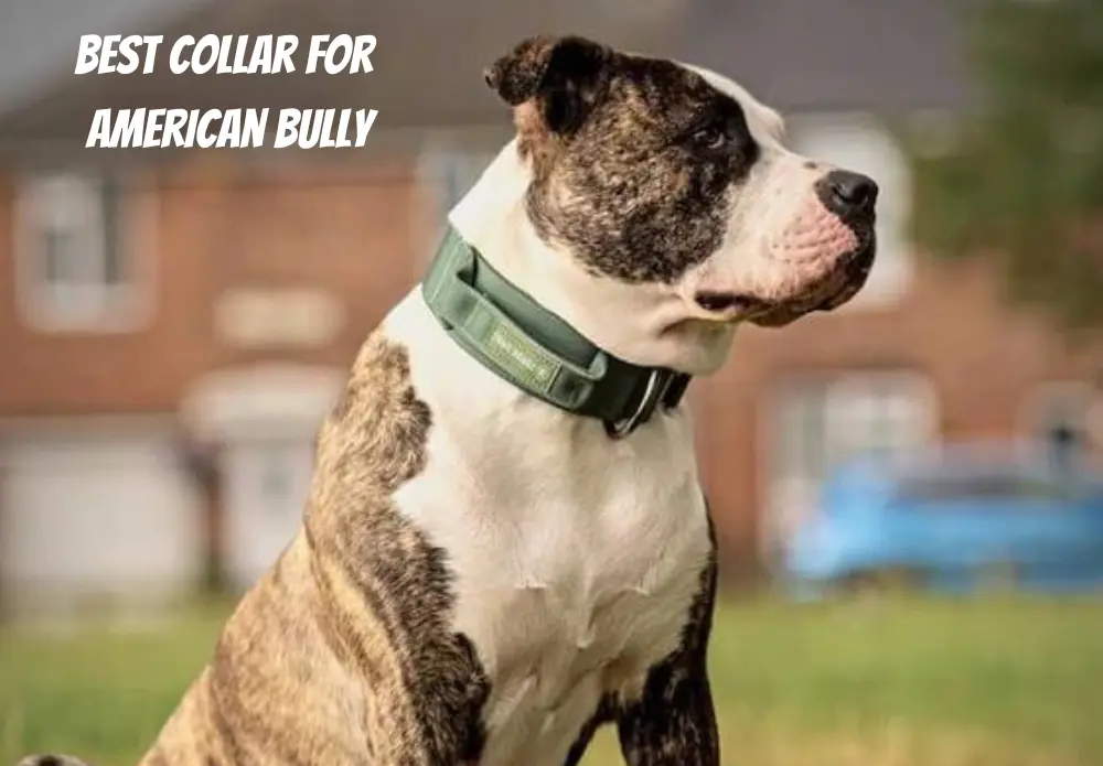 Best Collar For American Bully