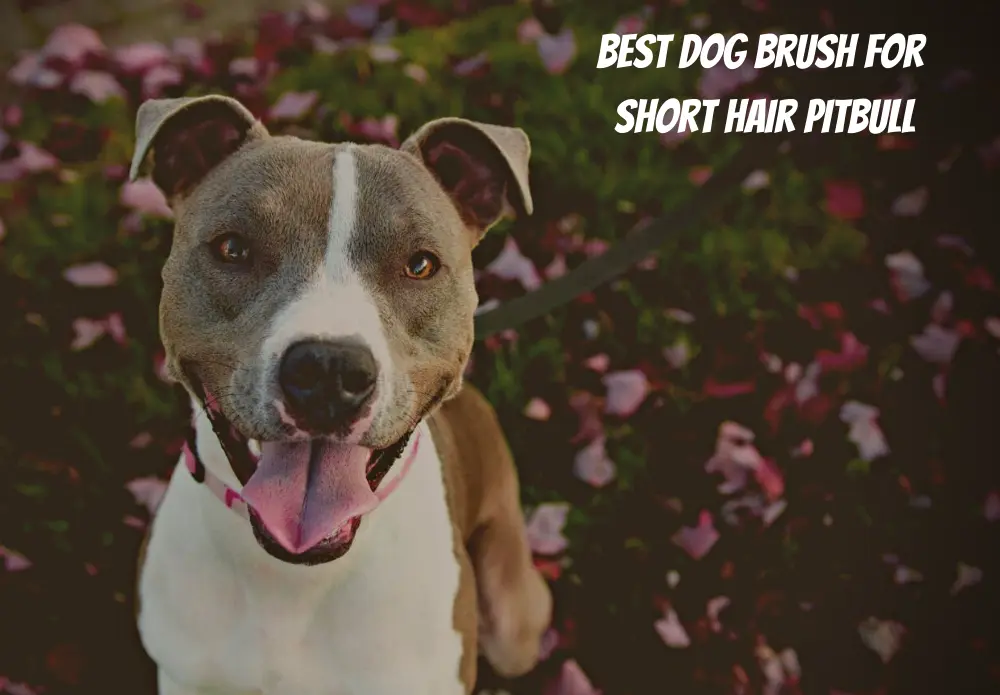 Best Dog Brush For Short Hair Pitbull