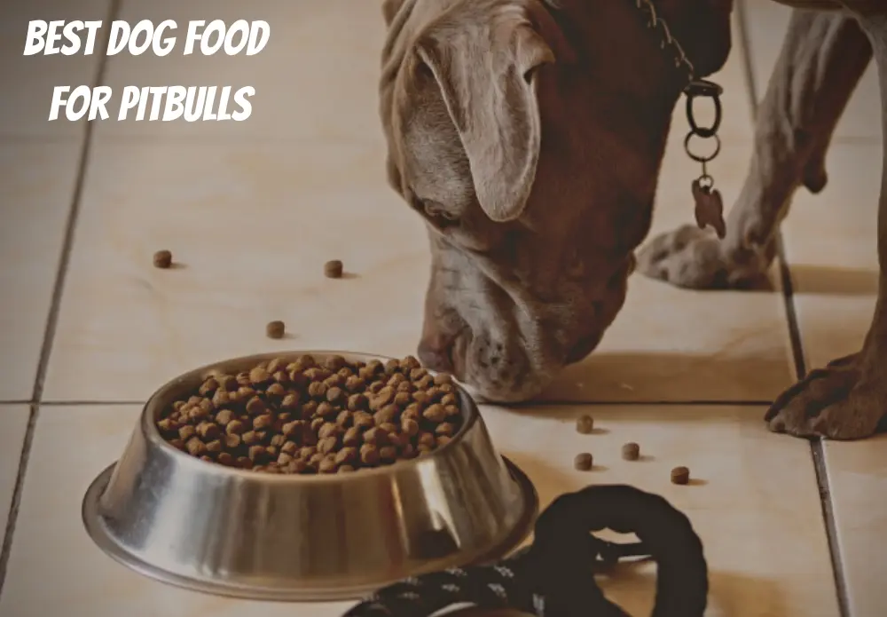 Best Dog Food For Pitbulls
