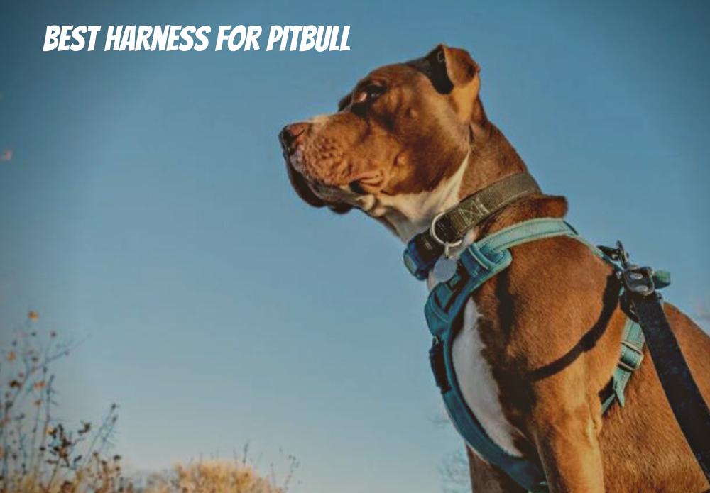 Best Harness For Pitbull