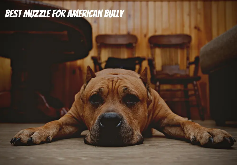 Best Muzzle For American Bully