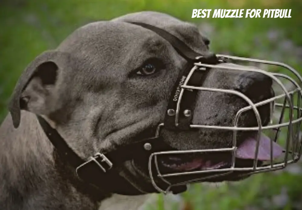 Best Muzzle For Pitbull