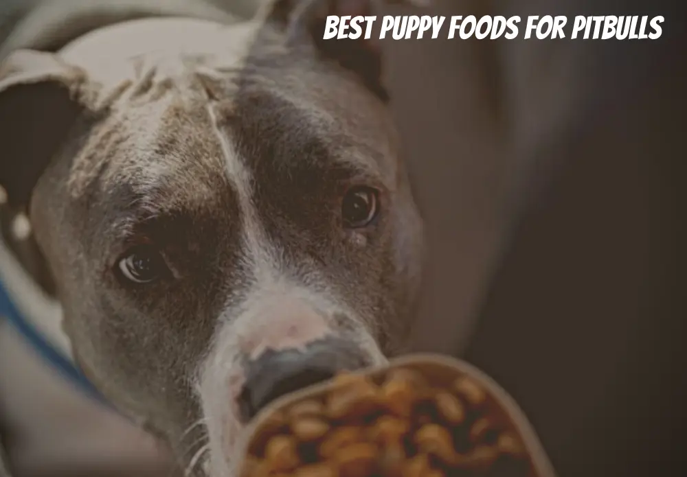 Best Puppy Foods for Pitbulls
