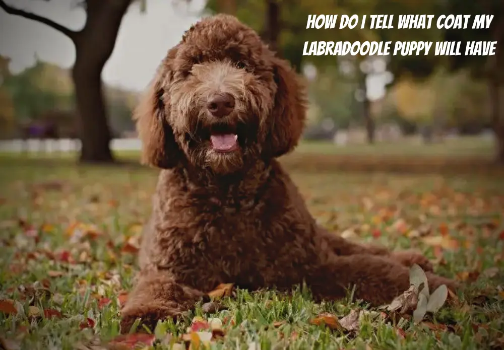 How Do I Tell What Coat My Labradoodle Puppy Will Have