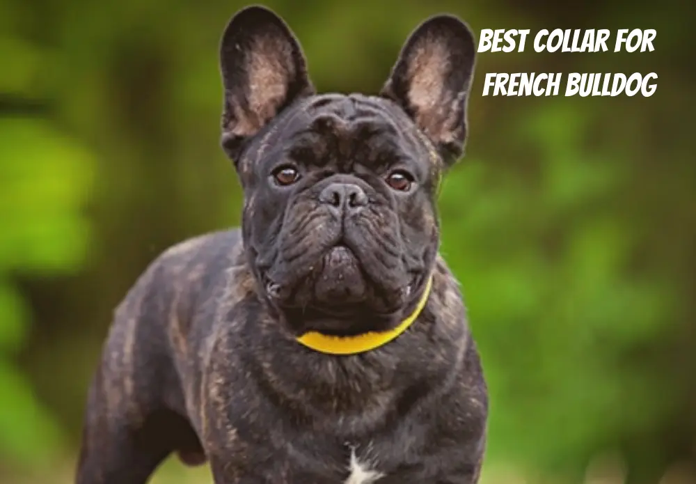 Best Collar For French Bulldog