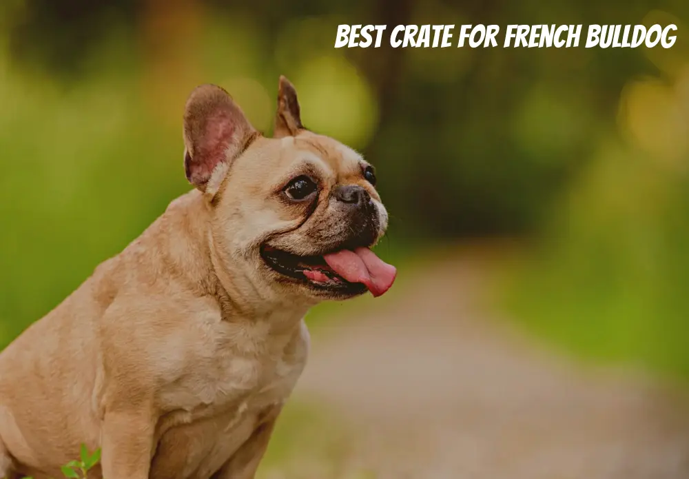 Best Crate For French Bulldog