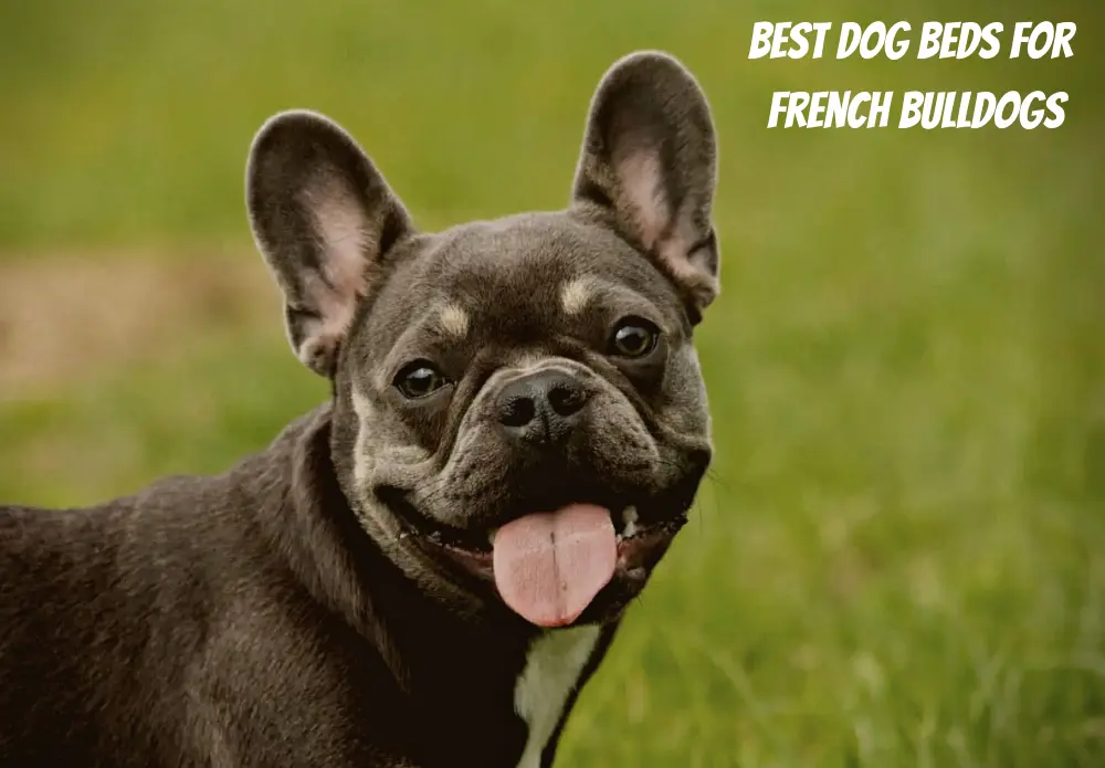 Best Dog Beds for French Bulldogs