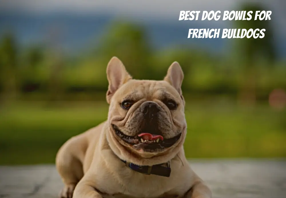 Best Dog Bowls For French Bulldogs