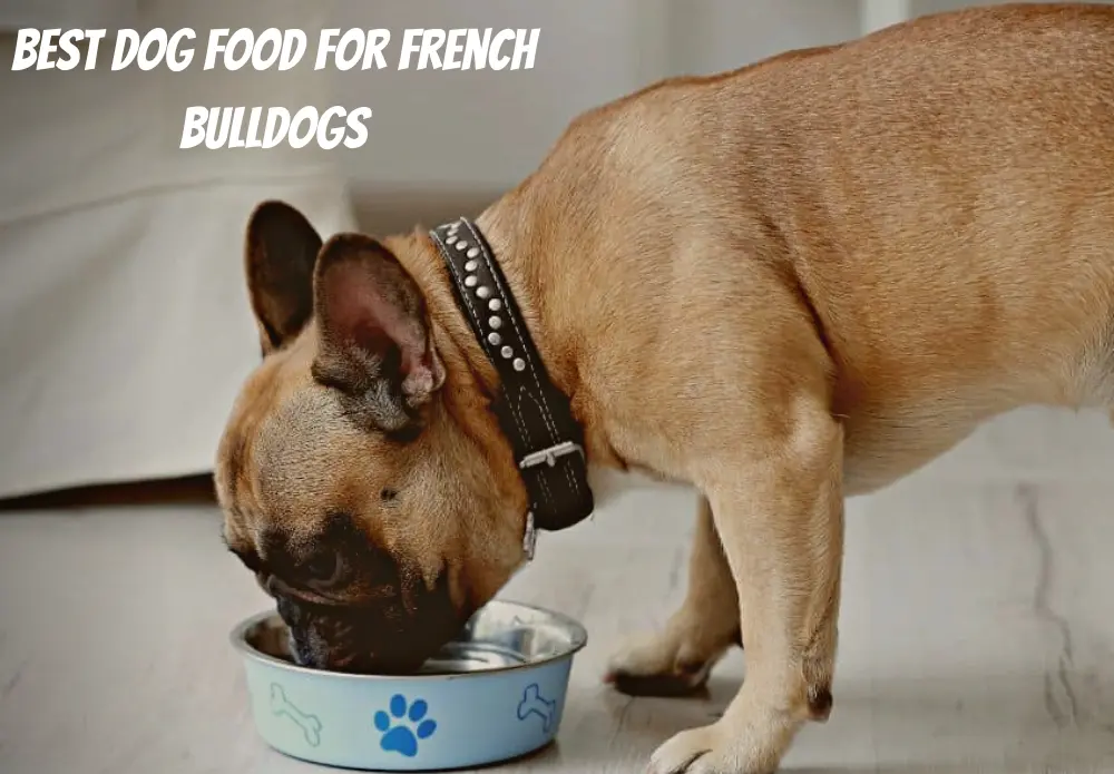 Best Dog Food For French Bulldogs