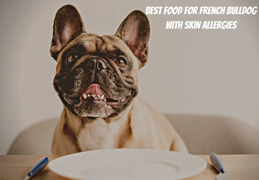 Best Food For French Bulldog With Skin Allergies