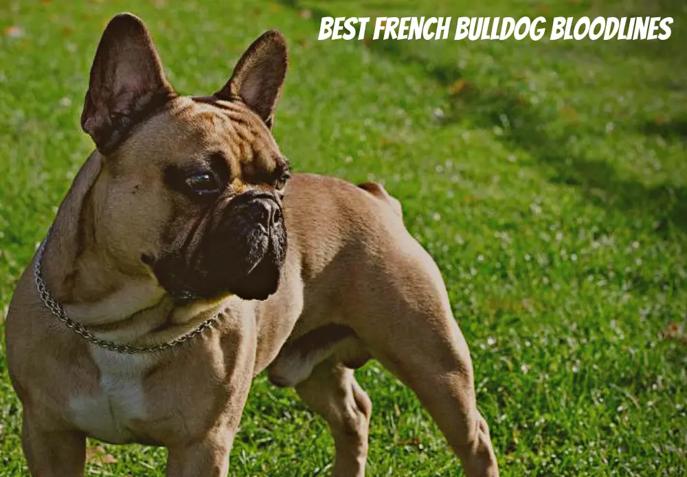 Best French Bulldog Bloodlines: Which One to Choose?