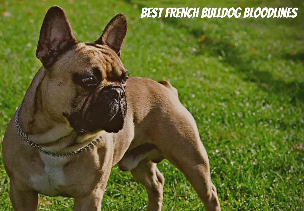 Best French Bulldog Bloodlines