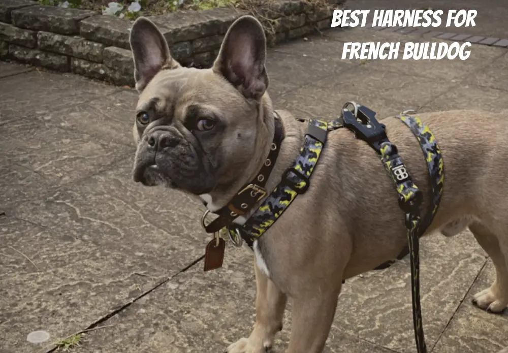 10 Best Harness For French Bulldog