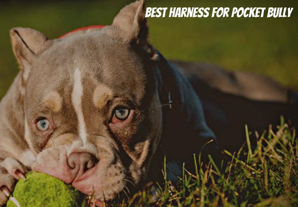 Best Harness For Pocket Bully