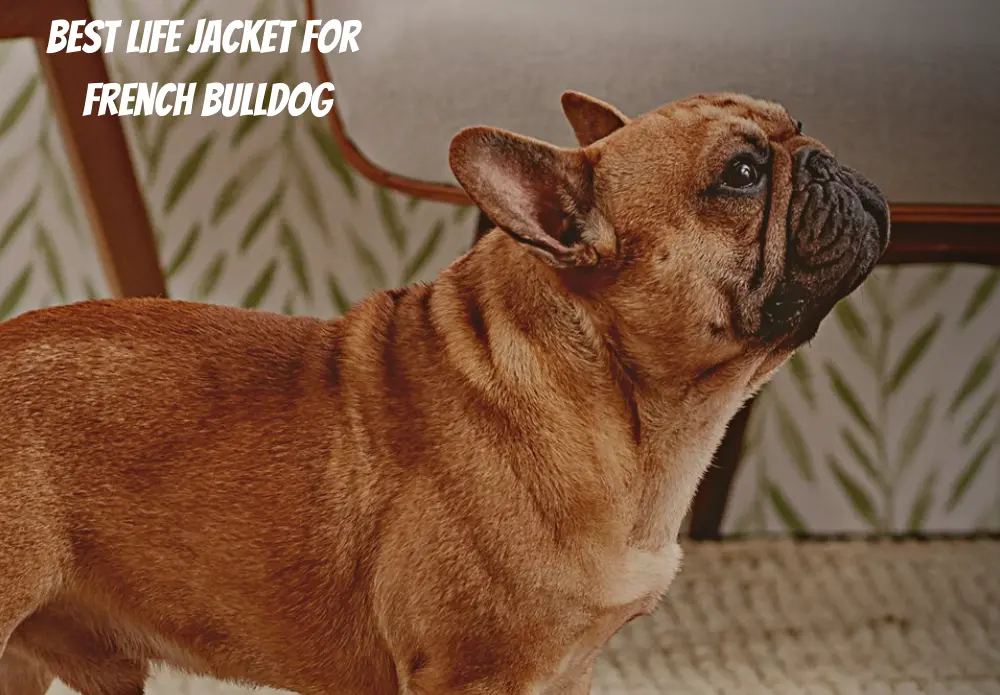Best Life Jacket For French Bulldog