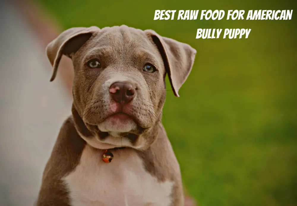 Best Raw Food For American Bully Puppy