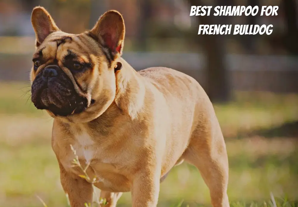 Best Shampoo for French Bulldog