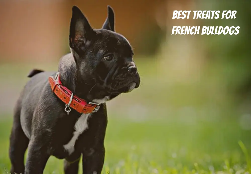 Best Treats For French Bulldogs