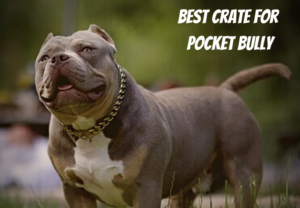 Best Crate For Pocket Bully