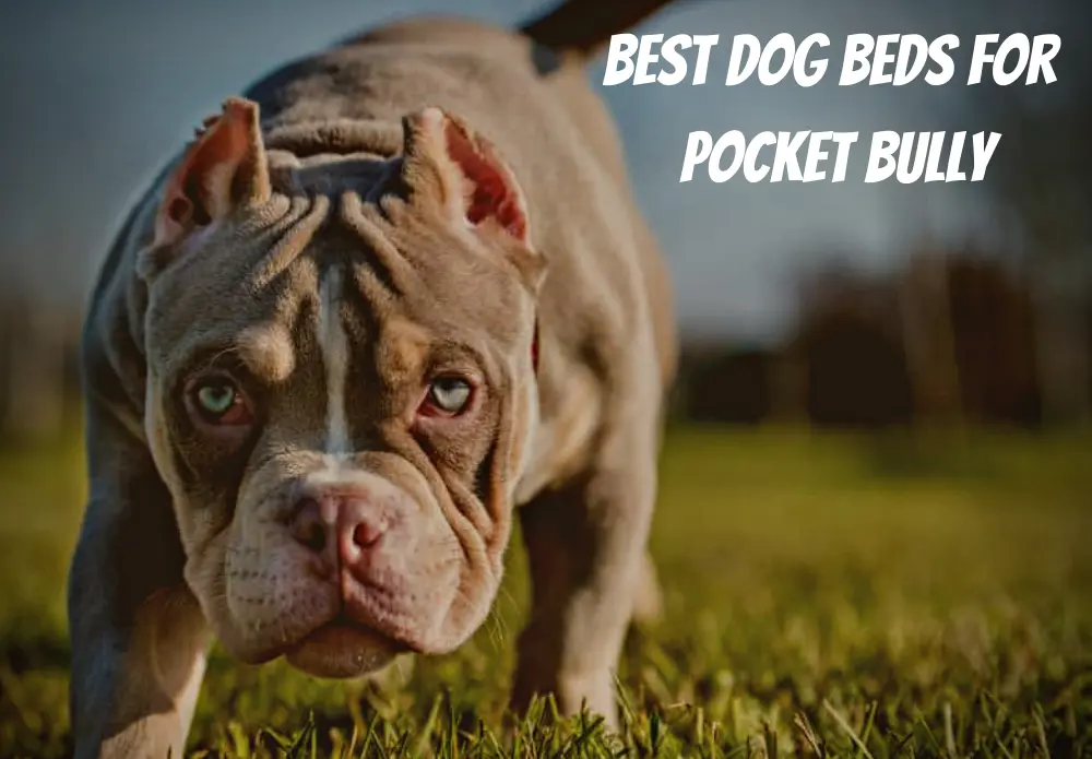 Best Dog Beds For Pocket Bully