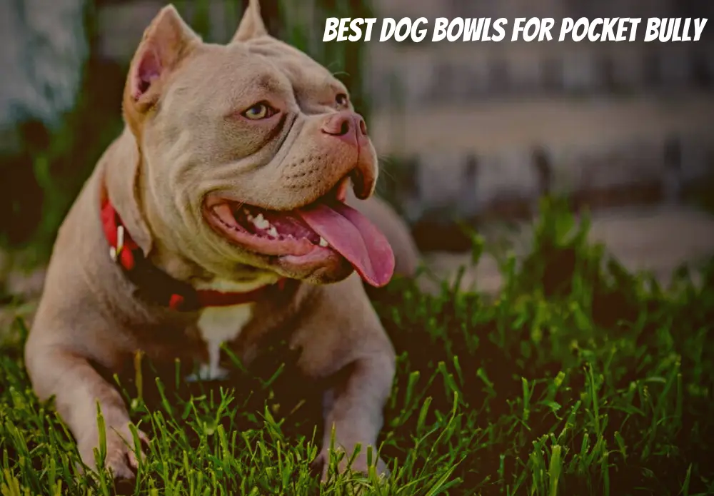 Best Dog Bowls For Pocket Bully