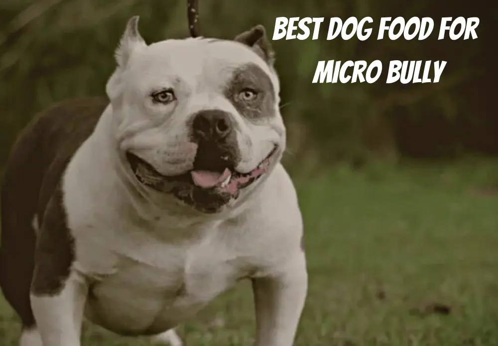 Best Dog Food For Micro Bully