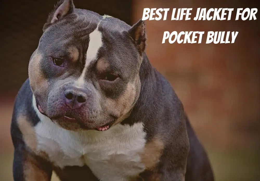 Best Life Jacket For Pocket Bully
