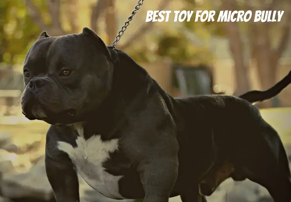 Best Toy For Micro Bully